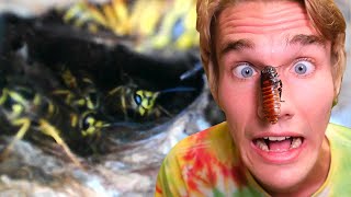 Pet Yellow Jacket Nest Vs Giant Roach by Just Joshing 629,652 views 3 years ago 6 minutes, 23 seconds