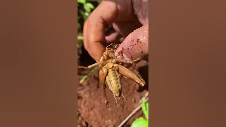 Using fire ants to catch crickets insect in forest for food #shorts