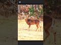 One Shot Gun Hunt | Big Buck Down 🦌💥Perfect Gun Shot | Massive Deer Hunting Moment #biggamehunting