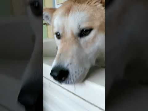 korean jindo husky mix soma taking a bath
