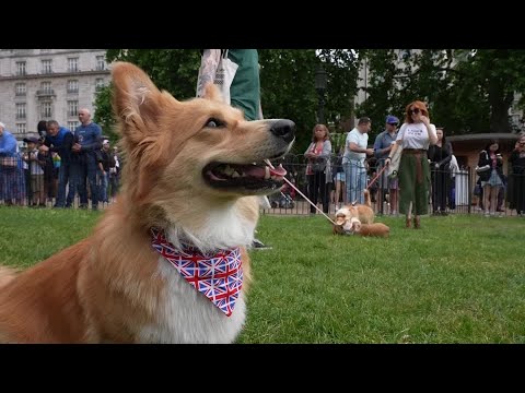 Video: Psy zdobiť pre kráľovnú diamantové jubileum