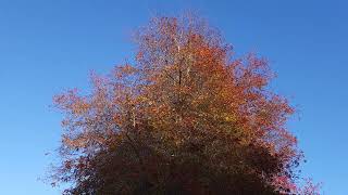 AJ Walks Franklin Early Settlers Walkway, Autumn Leaves, 4K