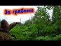 ЗА ГРИБАМИ//ПРО БОРЩЕВИК СОСНОВСКОГО//деревенские будни