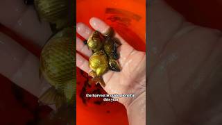 Harvesting the baby goldfish