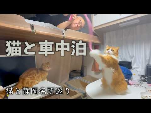 【ねこ旅】静岡エリア完全攻略！絶景スポットと猫の癒し旅ガイド