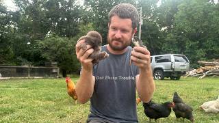 It’s About Time For A Homestead Update! Baby Animals Everywhere!