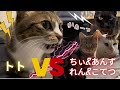 【トトちゃんvs4匹の猫】会ったら仲良くなれるかな！？[Toto vs. Yoshimi's cat] I wonder if we can get along well if we meet！？