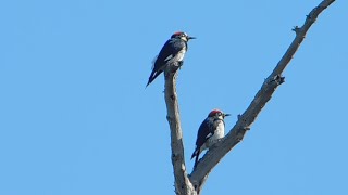 Speedy, April, Fluffy, RedTailed Hawk and Acorn Woodpeckers