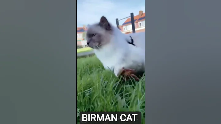 Video 11363641: oriental, domestic cat breed, birman cat, training