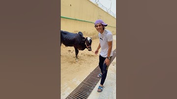 Moo 🐮 Lapar Akan Burger 🥰|