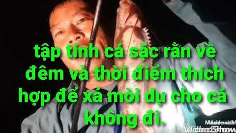 chia sẻ cách dụ mồi cá sặc rằn đúng lúc để câu đêm .