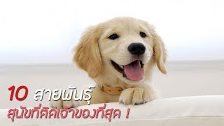 10 อันดับ สุนัขติดเจ้าของที่สุด !!!