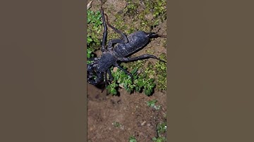 Tổ Của Con Bọ Cạp Đất Rất Là To