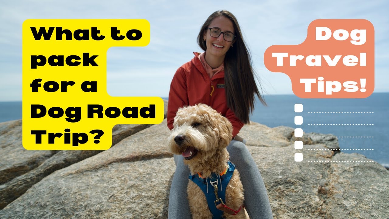 Tips for Traveling With Dogs Dog Road Trip Packing Essentials YouTube