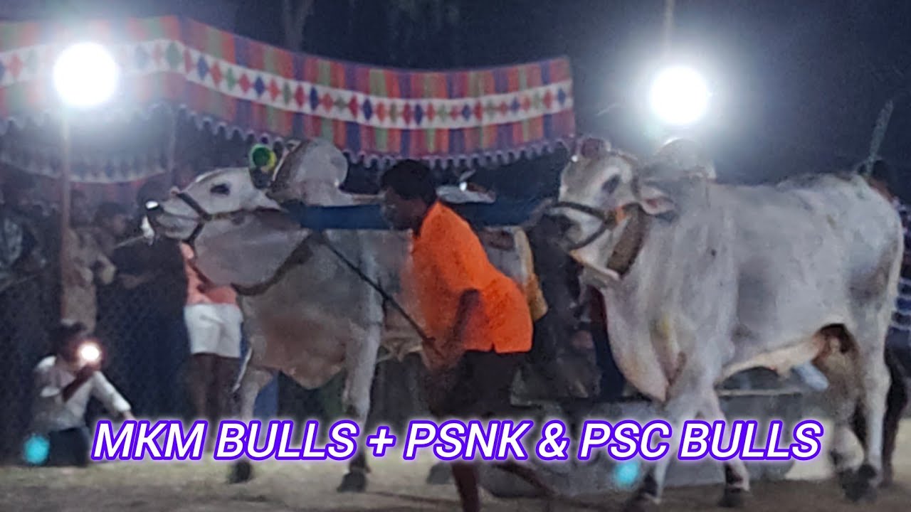 బనిగళ్ళపాడు న్యూ కేటగిరి 10వ PSNK & PSC BULLS + MKM BULLS..