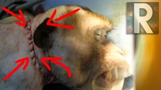 Cirujano trasplanta cabeza de un Mono | Reporte Express.