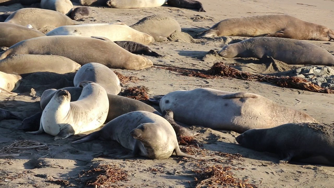 Elephant Seal pups San Simeon California YouTube