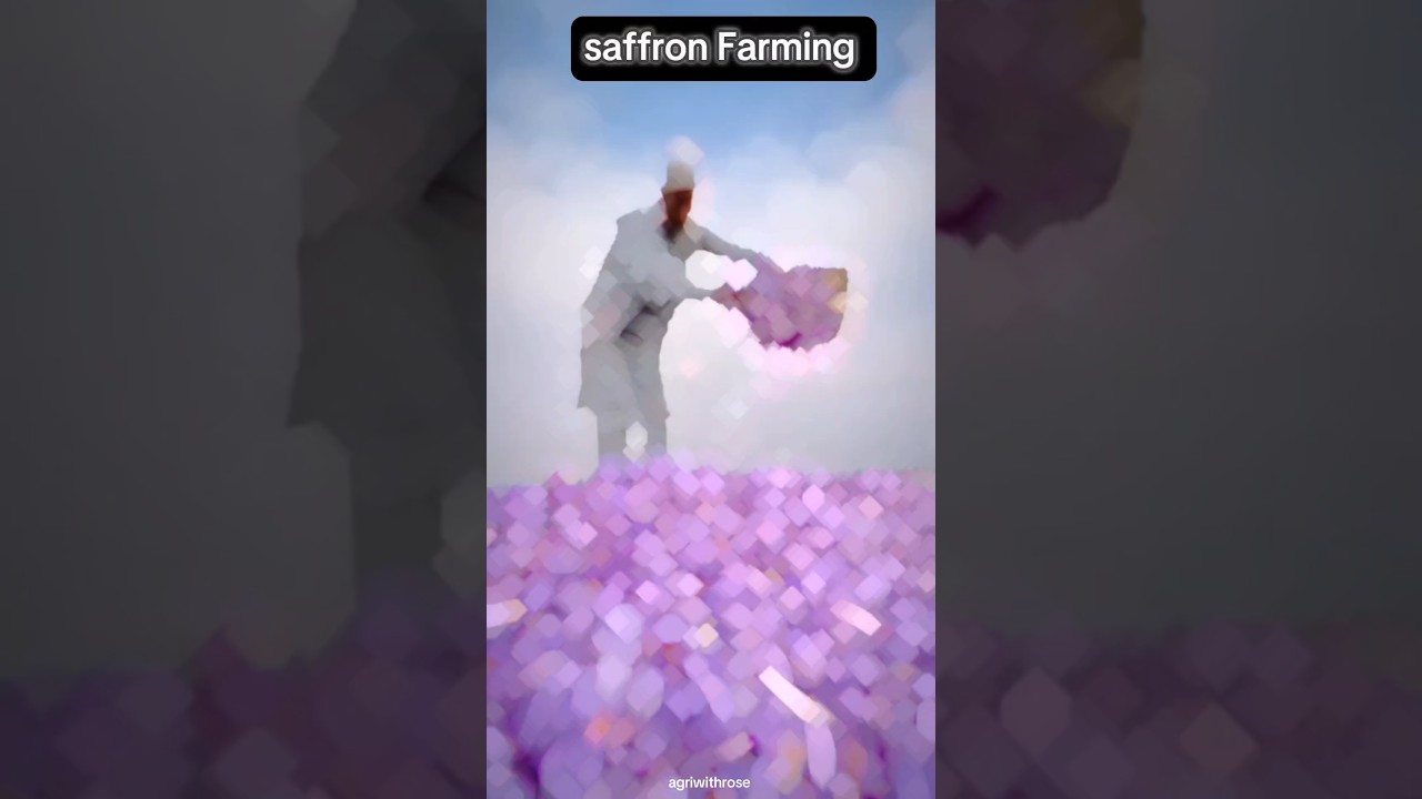 Saffron Farming 🌺🚜 