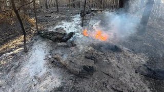 Spring Pine Fire aftermath at Bastrop State Park