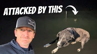 Coyote ATTACKED Our Dog