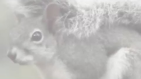 Ecointeraction: A machine learning framework to predict host-parasite interactions