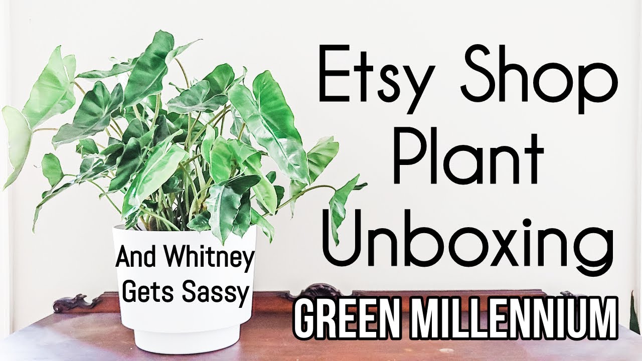 Enjoy Plants Интернет Магазин Адрес