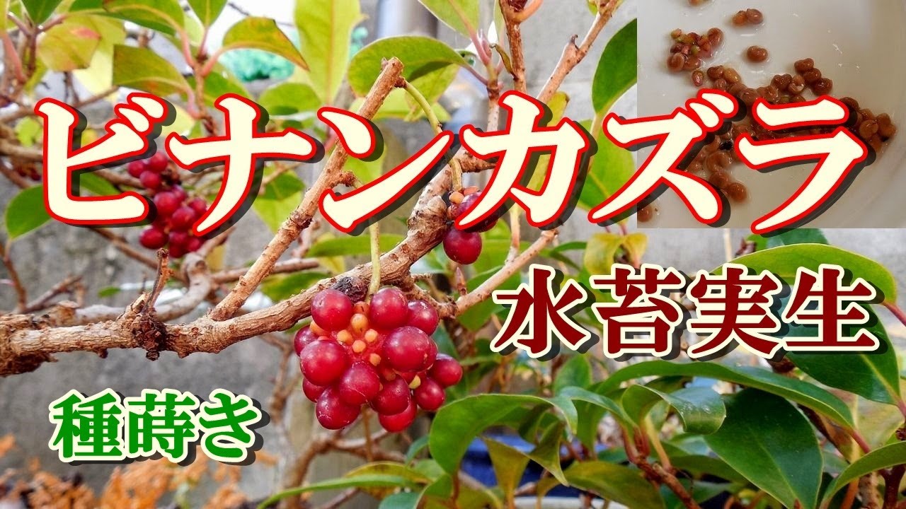 ミニ盆栽 水苔実生】1~2月が種を採る時期 美男カズラ種蒔き、種 ミニ盆栽 水苔実生】1~2月が種を採る時期 美男カズラ種蒔き、種
