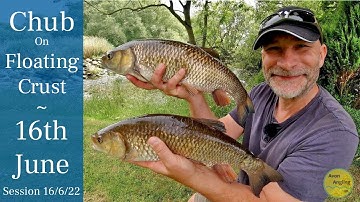River Fishing ***Opening Day*** Chub Fishing With Floating Crust - 16/6/22 (Video 325)