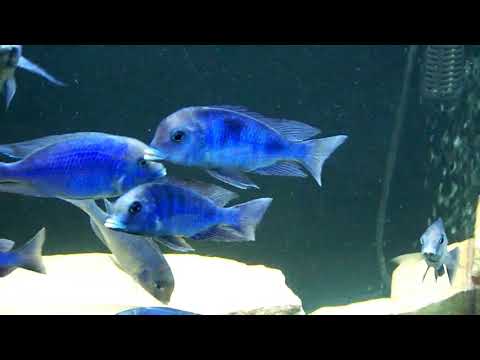 Blue Dolphin Hap / Голубой дельфин / Cyrtocara moorii