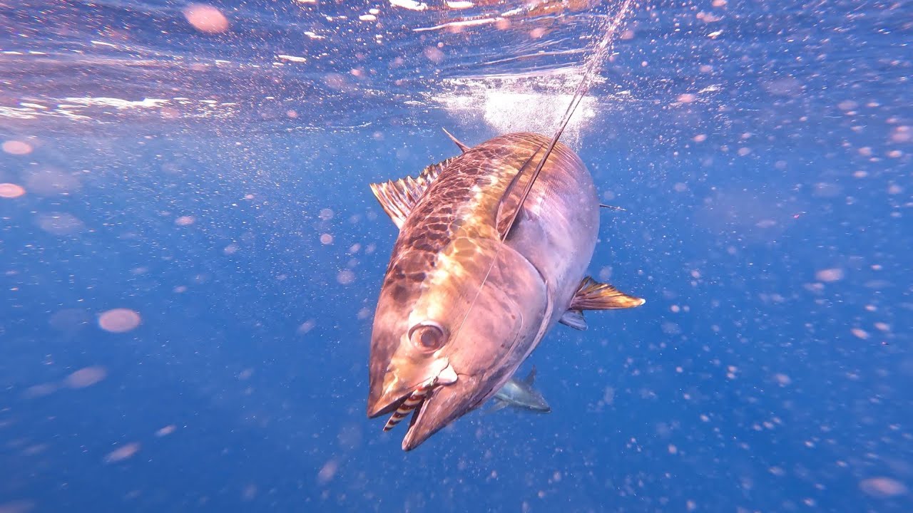 Jigging bigeye tuna