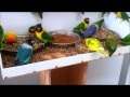 Masked lovebirds (Agapornis personatus) feeding ... again!