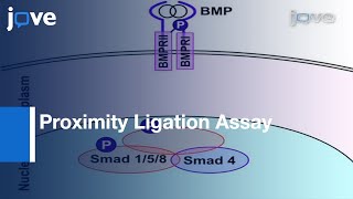 Detection Signaling Effector-Complexes Downstream: BMP4 Using PLA l Protocol Preview