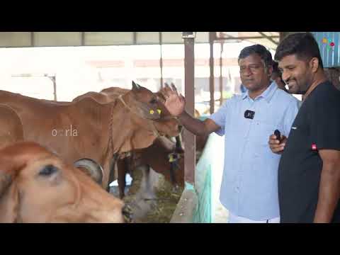 From One Cow to a Thriving Farm: The A2 Dairy Farm Journey | oorla.com | A2 milk Sweets - video from Oorla