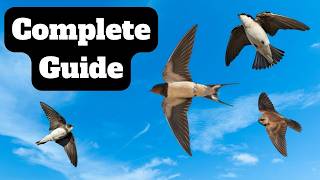 Identify Swallows Like a Pro | Complete Guide for Birders