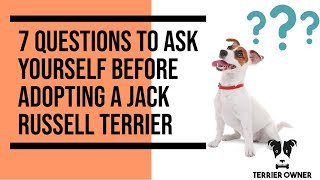 7 Questions To Ask Yourself Before Adopting A Jack Russell Terrier into Your Family (Don't rush it) by Terrier Owner 1,534 views 1 year ago 8 minutes, 12 seconds