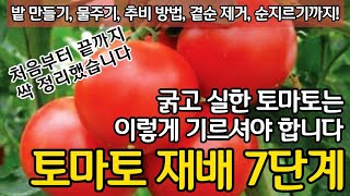 굵고 실한 토마토는 이렇게 길러야 합니다  토마토 재배 7단계 처음부터 끝까지 싹 정리했습니다