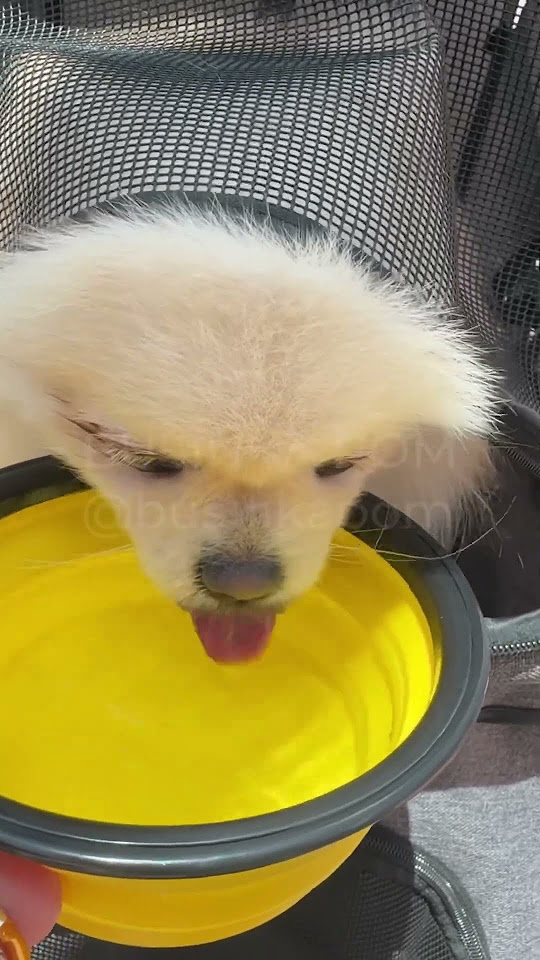 Буся #шпиц пьет воду #pomeranian #dog #pets #cute #маленькаясобачка # ...