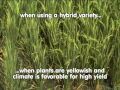 3. Tillering and Panicle Initiation: Tales of Ryza -- The ABCs of proper nutrition for rice plants