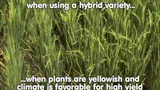 3. Tillering and Panicle Initiation: Tales of Ryza -- The ABCs of proper nutrition for rice plants
