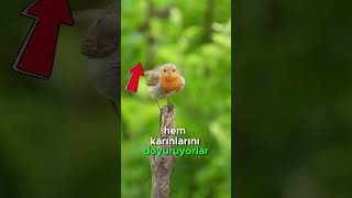 Ölü Taklidi Yapan Kuş Kızılgergedan. Şlar Çiçeği