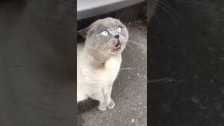 Pula Pula Pula   Best Song By Cat Ever  shorts