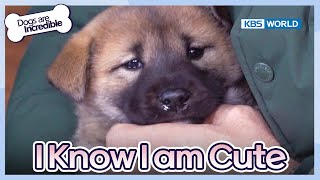 I Know I'm Cute  [Dogs are incredible : EP.2023] | KBS WORLD TV 240109