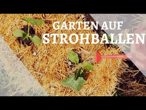 Video: Strohballengarten-Anleitung – Erfahren Sie mehr über den Anbau von Pflanzen in einem Strohballengarten