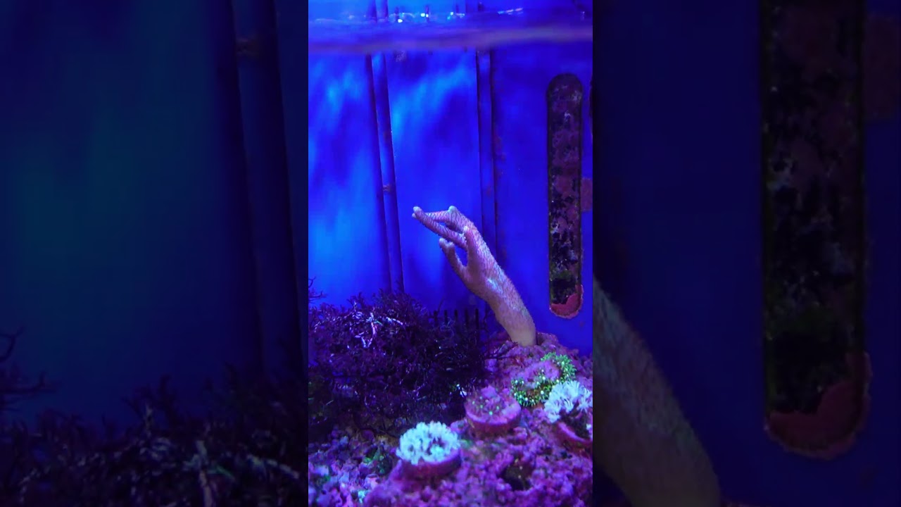 海水魚珊瑚飼育セット１６　プロテインスキマー ペット用品 海水魚珊瑚飼育セット16 プロテインスキマー