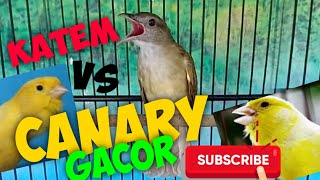 Masteran Kapas Tembak Gacor vs Kenari Gacor panjang. Super ampuh untuk kicau mania