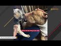 Woman does sweetest thing for dog that lost friend