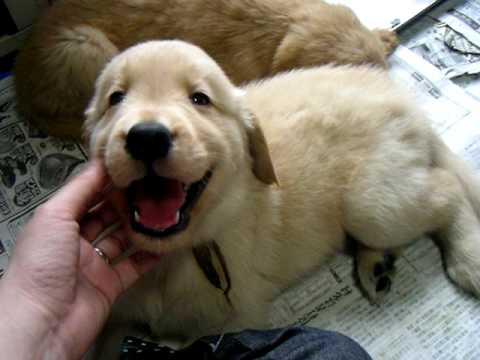 ゴールデンレトリバー 可愛い子犬 Youtube