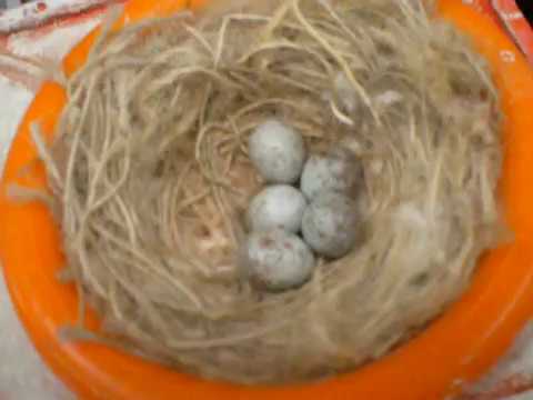 Vidéo: L'œuf Femelle Agit Comme S'il était Programmé - Vue Alternative