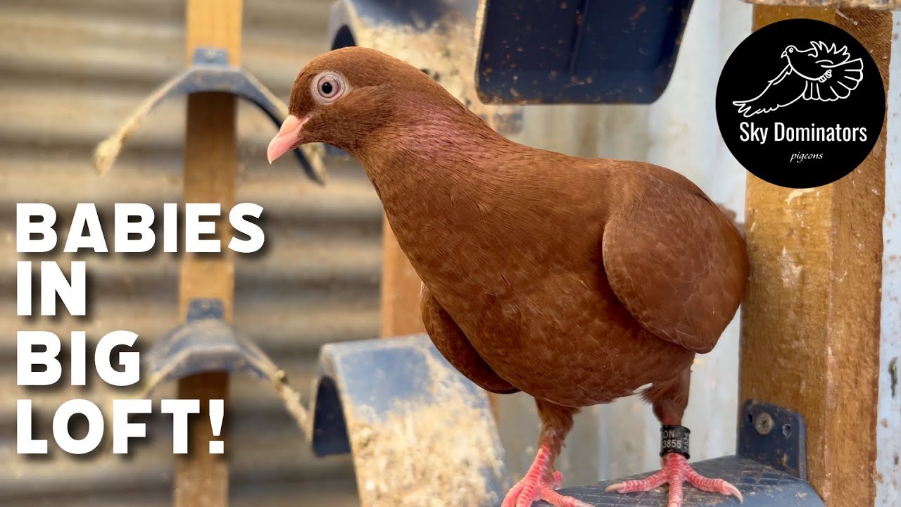 Переселяем малышей на большую мансарду!