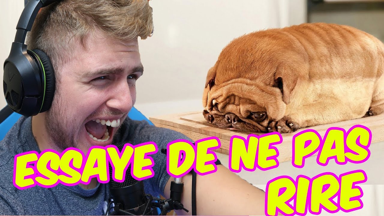 essayer de ne pas rire animaux impossible